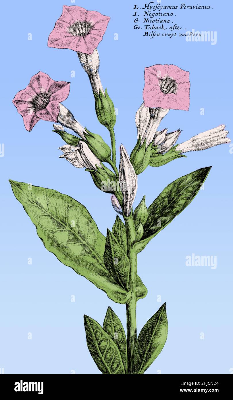 Intitulé: 'Hortus floridus, Un jardin de fleurs, où est très lieuely contenu une description vraie et parfaite d'al les fleurs' par Crispian de passe, 1615.Le tabac a été introduit en Europe en 1556 à partir des Amériques, où il a été utilisé pendant des siècles à des fins récréatives et rituelles.Au 17th siècle, le tabac était devenu connu sous le nom de « l'herbe sainte » et était utilisé par les médecins pour traiter un certain nombre de maux.On croyait que la fumée guérit les maux de tête, les rhumes, l'asthme, les maux d'oreille, les nausées et même l'épuisement.Les feuilles et/ou le jus de la plante ont été utilisés pour traiter les brûlures, les coupures, la surdité, l'oeil i Banque D'Images