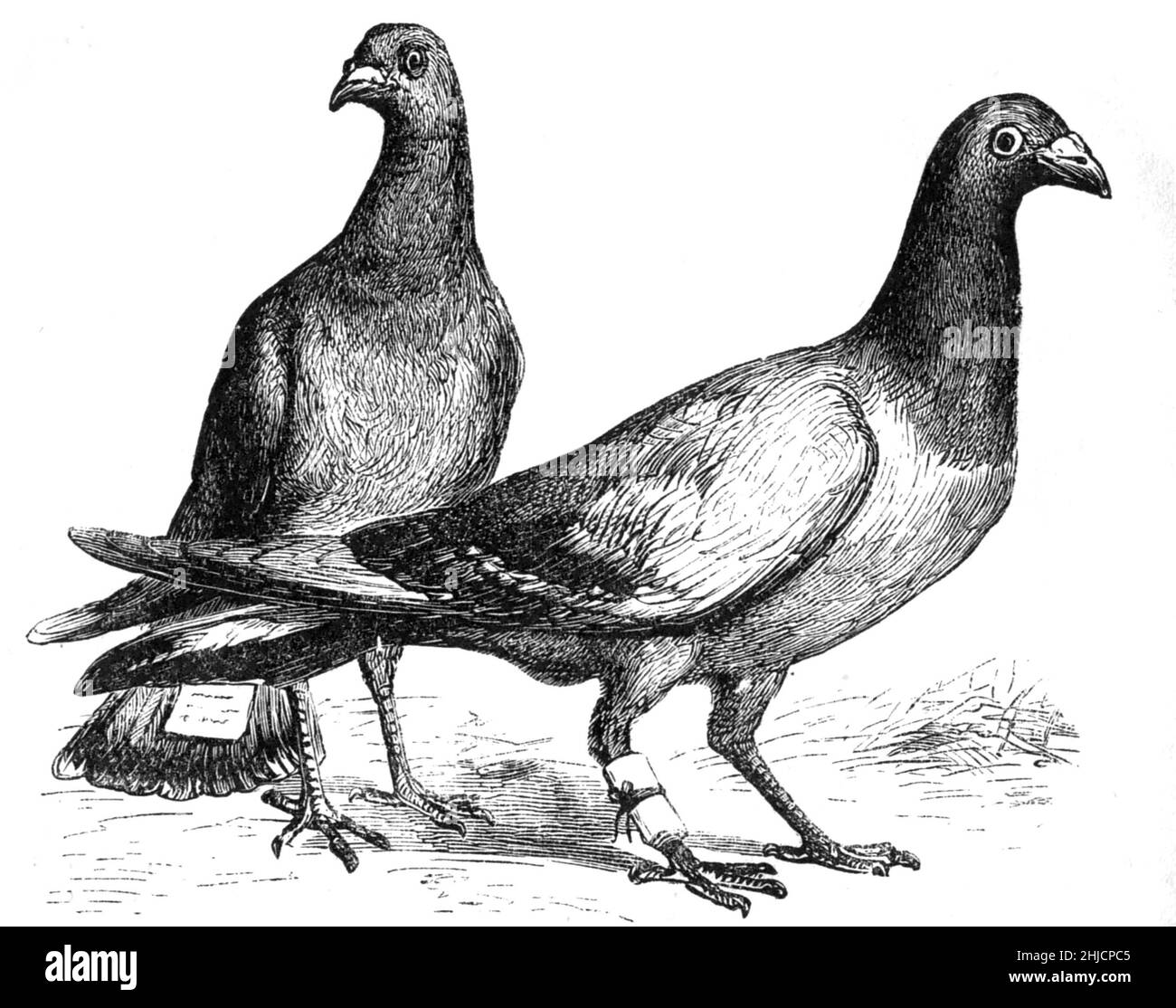 Gravure d'un porteur ou éventuellement de pigeons de maison avec des messages joints, du nouveau magazine mensuel Harper, avril 1873. Banque D'Images