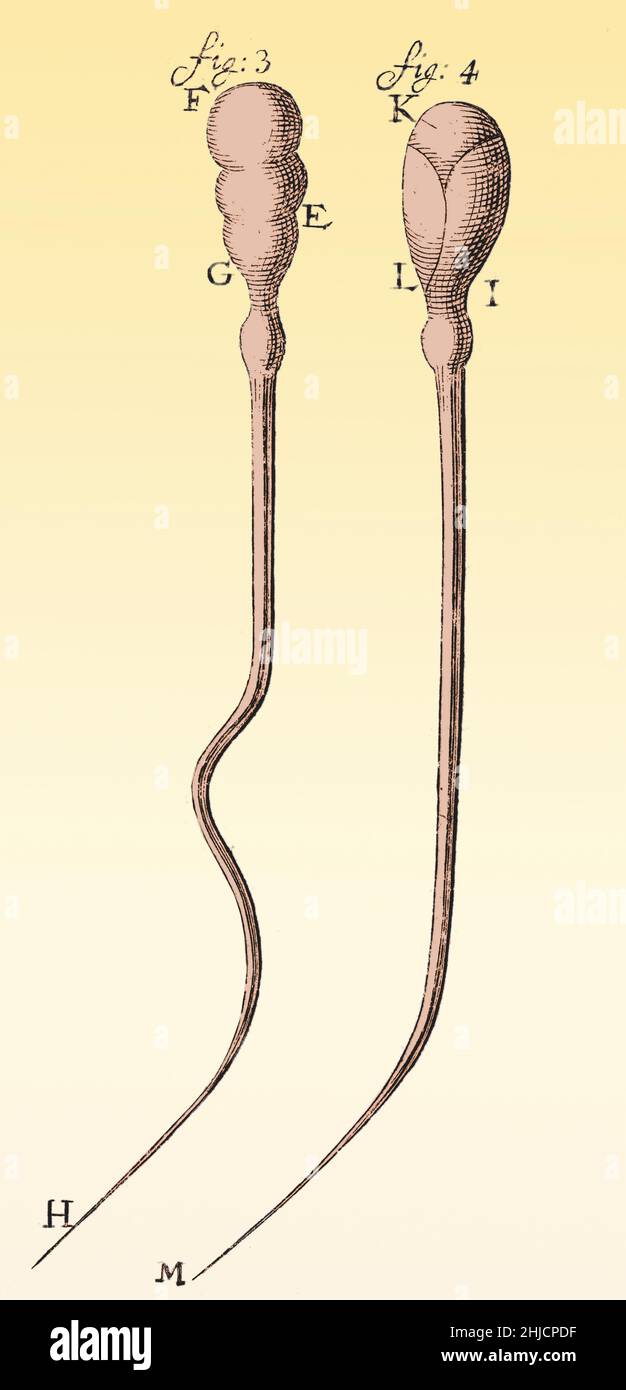 Spermatozoïdes observés et dessinés par Anthony van Leeuwenhoek, 1657.Leeuwenhoek (1632-1723) est un scientifique néerlandais, considéré maintenant comme le premier microbiologiste.Il est surtout connu pour son travail sur l'amélioration du microscope et pour ses contributions à l'établissement de la microbiologie. Banque D'Images