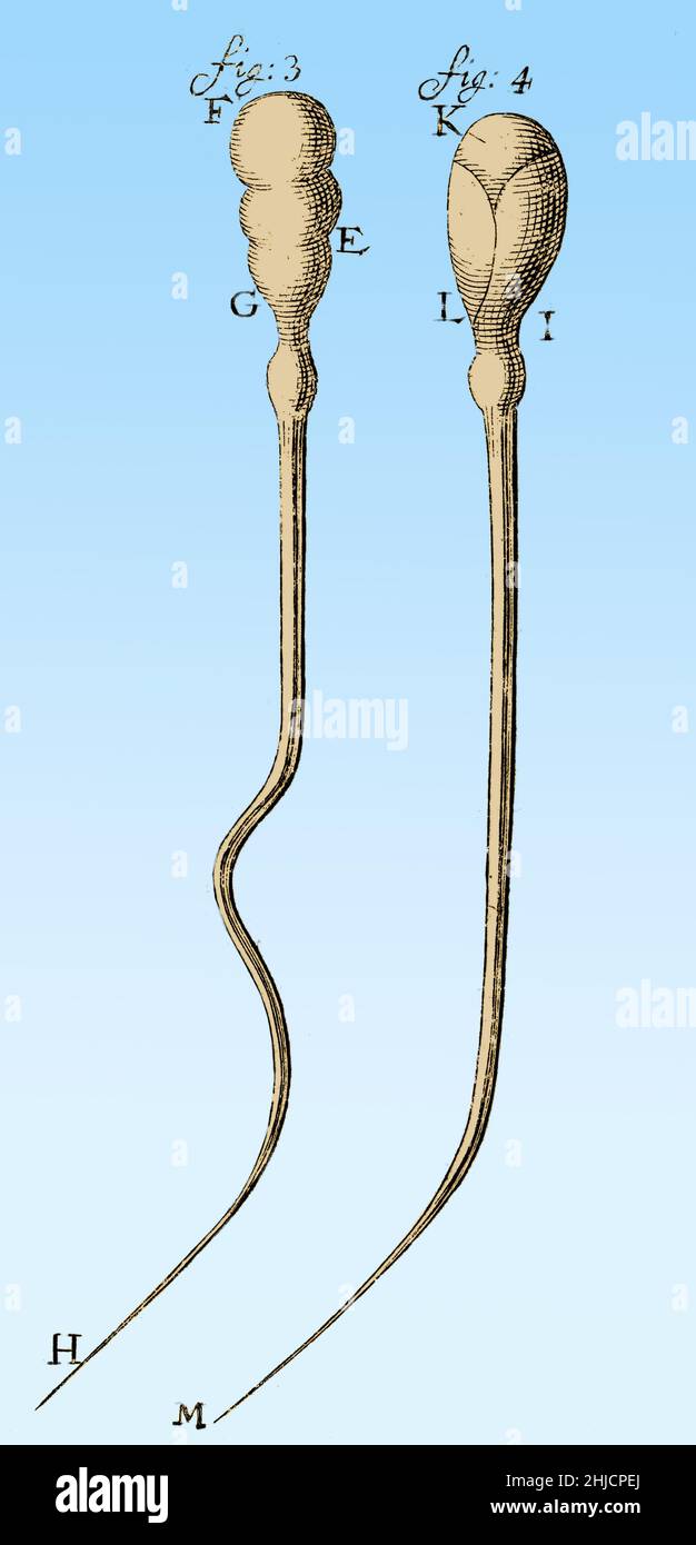 Spermatozoïdes observés et dessinés par Anthony van Leeuwenhoek, 1657.Leeuwenhoek (1632-1723) est un scientifique néerlandais, considéré maintenant comme le premier microbiologiste.Il est surtout connu pour son travail sur l'amélioration du microscope et pour ses contributions à l'établissement de la microbiologie. Banque D'Images