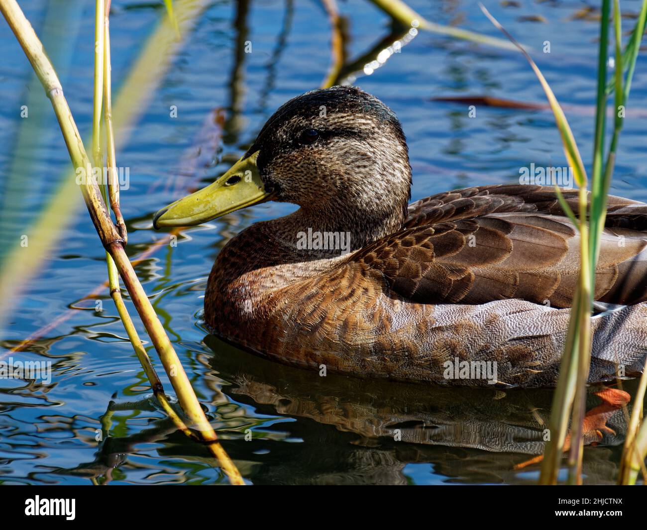 Mallard , Wild Duck , Newport, pays de Galles du Sud, Royaume-Uni Banque D'Images