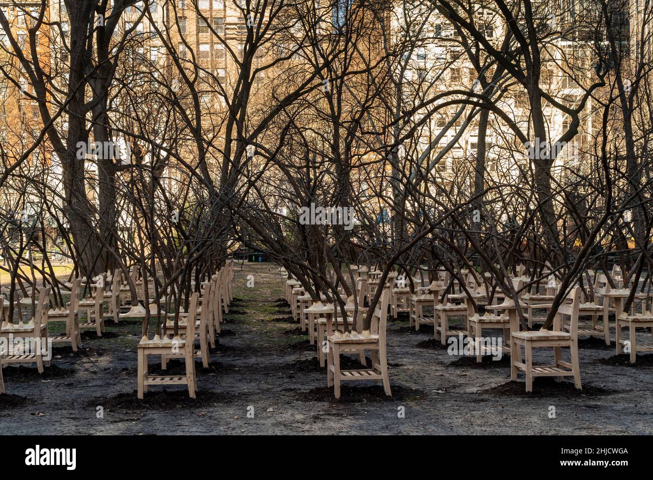 « BrierPatch » de l'artiste Hugh Hayden est vu sur une pelouse dans Madison Square Park à New York le mercredi 20 janvier 2022.Une centaine de bureaux d'école avec branches d'arbre émergent sont construits dans un modèle de grille référençant un patch de brier, qui est protecteur et dangereux en même temps.L'œuvre d'art publique sera en vue jusqu'au 24 avril 2022.(© Richard B. Levine) Banque D'Images