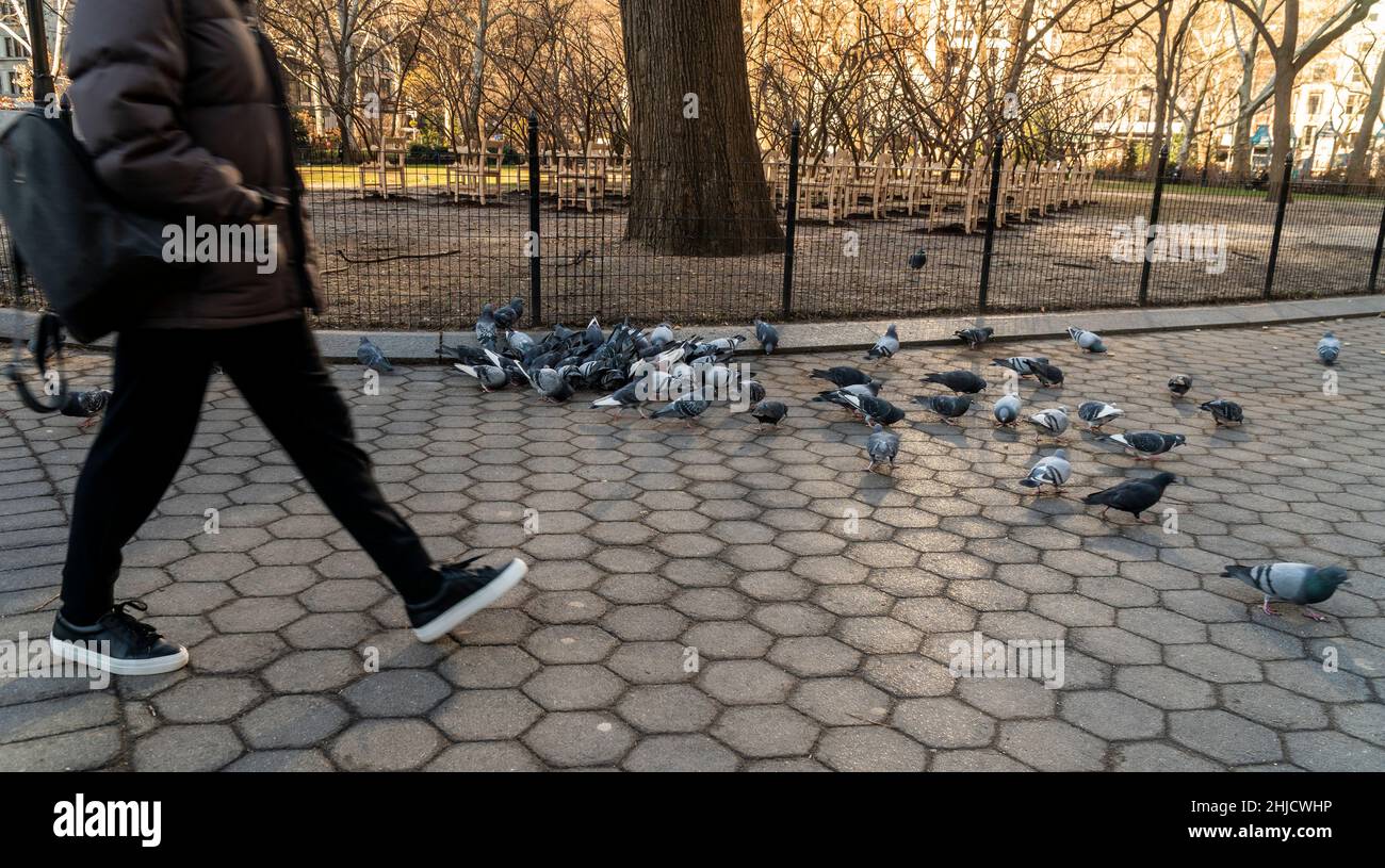 « BrierPatch » de l'artiste Hugh Hayden est vu sur une pelouse dans Madison Square Park à New York le mercredi 20 janvier 2022.Une centaine de bureaux d'école avec branches d'arbre émergent sont construits dans un modèle de grille référençant un patch de brier, qui est protecteur et dangereux en même temps.L'œuvre d'art publique sera en vue jusqu'au 24 avril 2022.(© Richard B. Levine) Banque D'Images