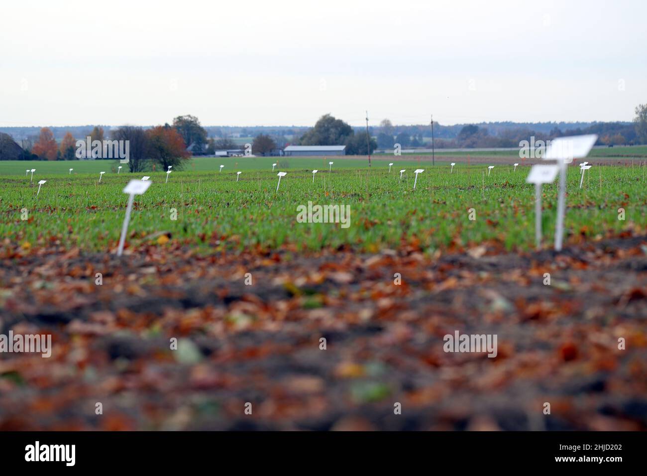 Essais de produits de protection des cultures effectués sur des cultures dans des conditions de terrain.Pesticides. Banque D'Images