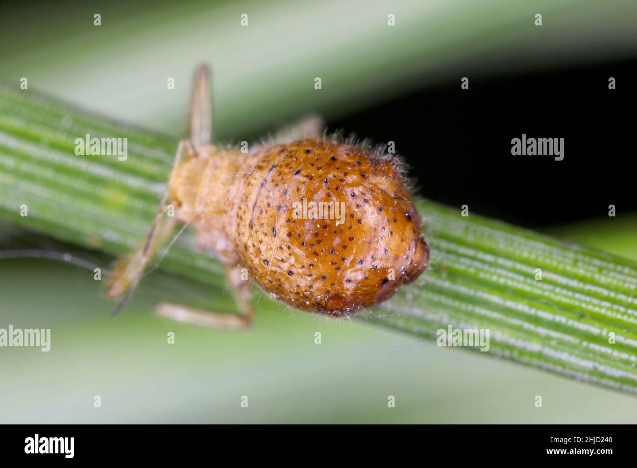 Le puceron à aiguilles de pin gris parasitisé - Schizolachnus pineti est commun et répandu en Europe et dans certaines régions d'Asie et introduit en Amérique du Nord. Banque D'Images