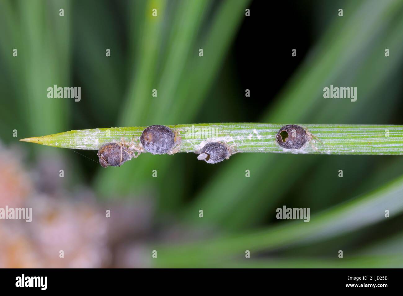 Le puceron à aiguilles de pin gris parasitisé - Schizolachnus pineti est commun et répandu en Europe et dans certaines régions d'Asie et introduit en Amérique du Nord. Banque D'Images