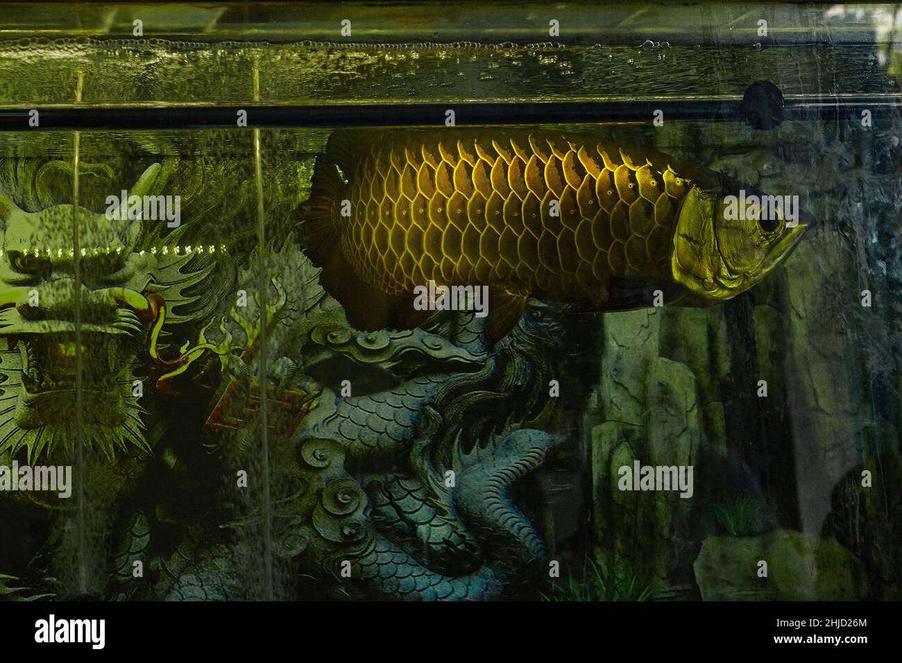 L'arowana asiatique, (Scleropages formosus) dans un grand aquarium avec le dragon de beauté sur fond.Dragonfish(arowana) est le symbole de la richesse dans Feng Shui Banque D'Images