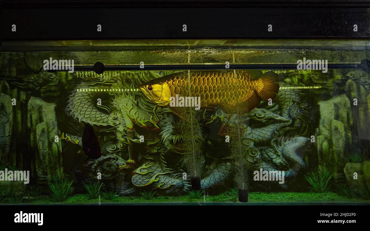L'arowana asiatique, (Scleropages formosus) dans un grand aquarium avec le dragon de beauté sur fond.Dragonfish(arowana) est le symbole de la richesse dans Feng Shui Banque D'Images