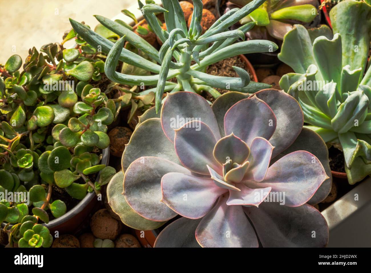 plantes succulentes, gros plan Banque D'Images