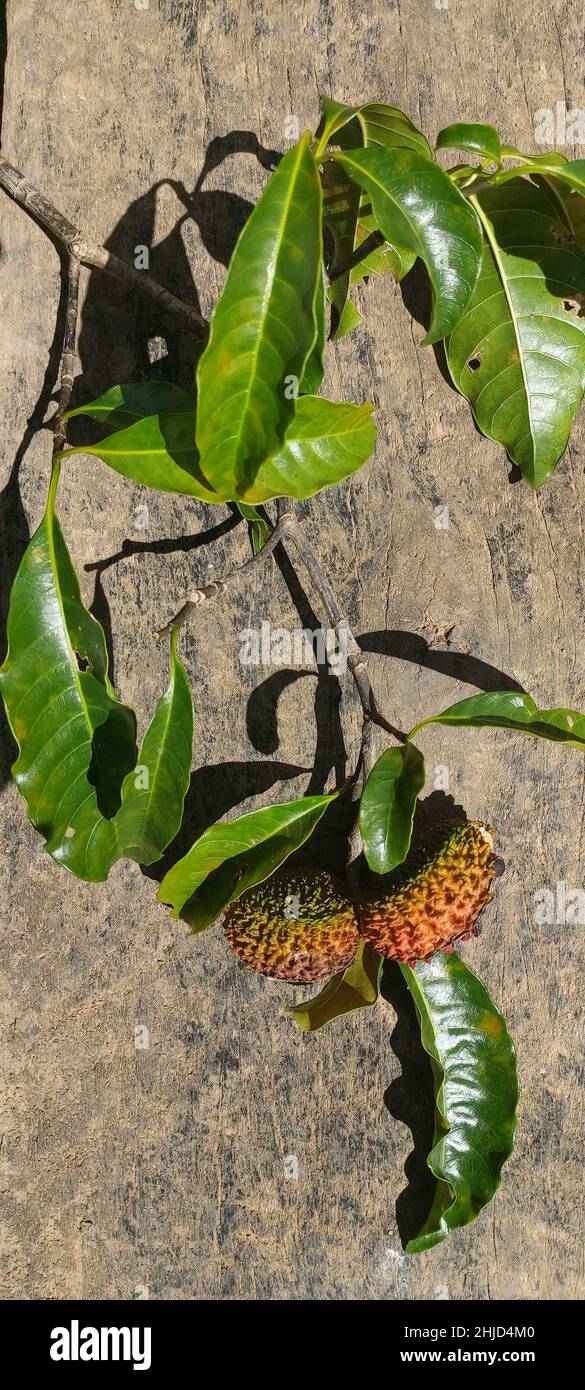 Fruits sauvages, Minas Gerais, Brésil Banque D'Images