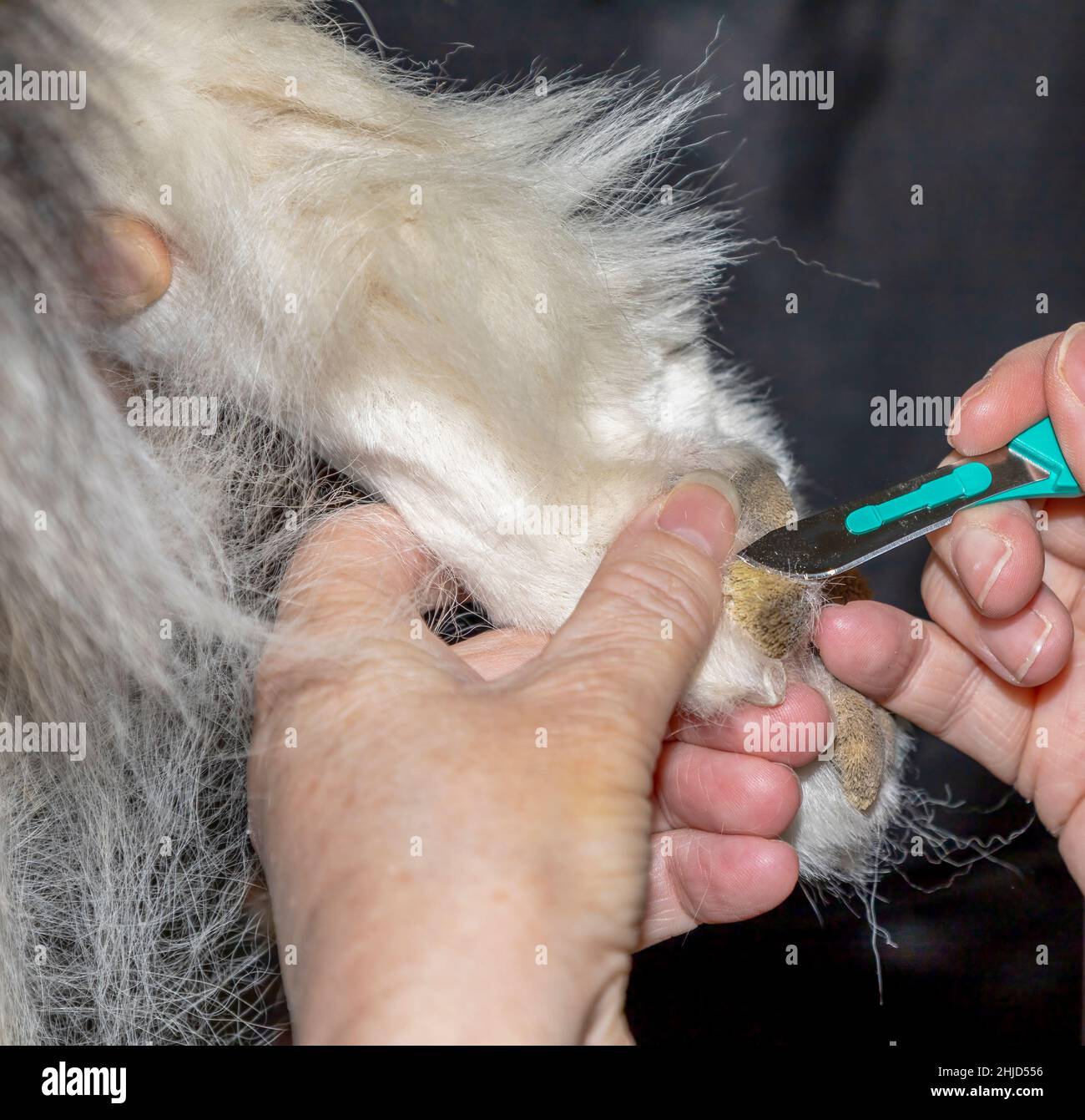 Un groomer nettoie soigneusement les pattes d'un Malamute d'Alaska à l'aide d'une lame de scapel Banque D'Images