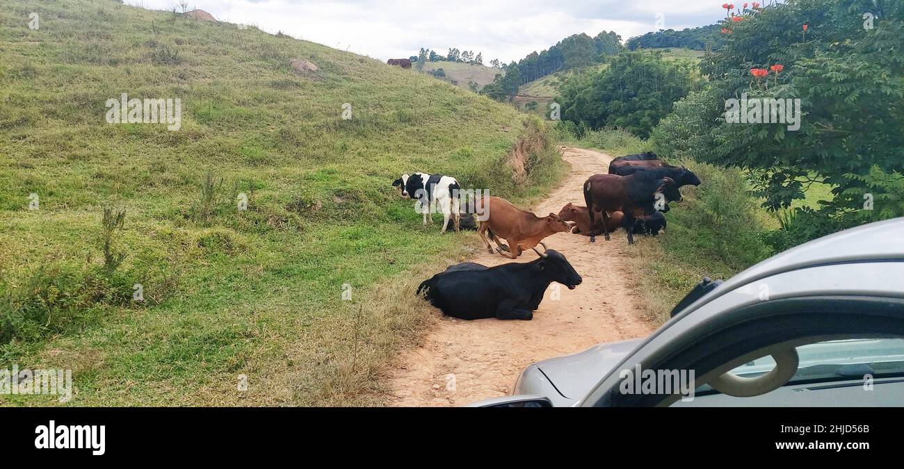Blocage de bétail rue, montagne, Minas Gerais, Brésil Banque D'Images
