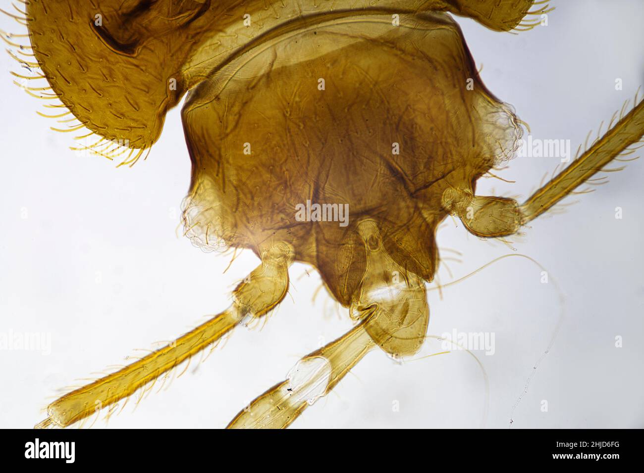 Tête d'une punaise de lit femelle comme vu sous un microscope léger Banque D'Images