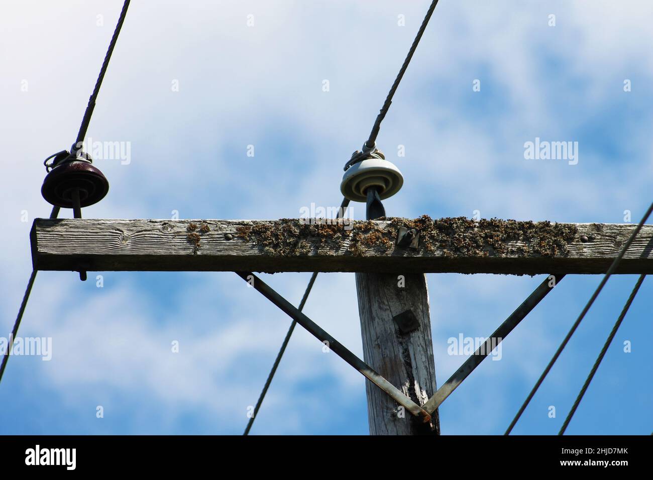 Gros plan du lichen sur le dessus d'un poteau téléphonique. Banque D'Images