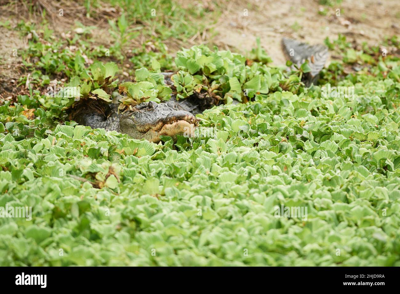 Dans les Everglades Alligator, en Floride Banque D'Images