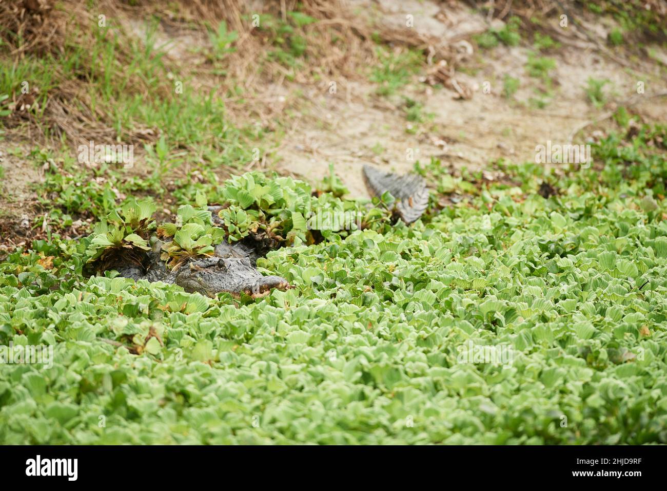 Dans les Everglades Alligator, en Floride Banque D'Images