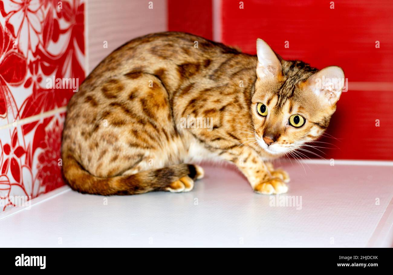 magnifique chat léopard sur fond rouge dans la salle de bains, couleur léopard, chats à thème, chatons et chats dans la maison, beaux animaux de compagnie leurs photos et t Banque D'Images