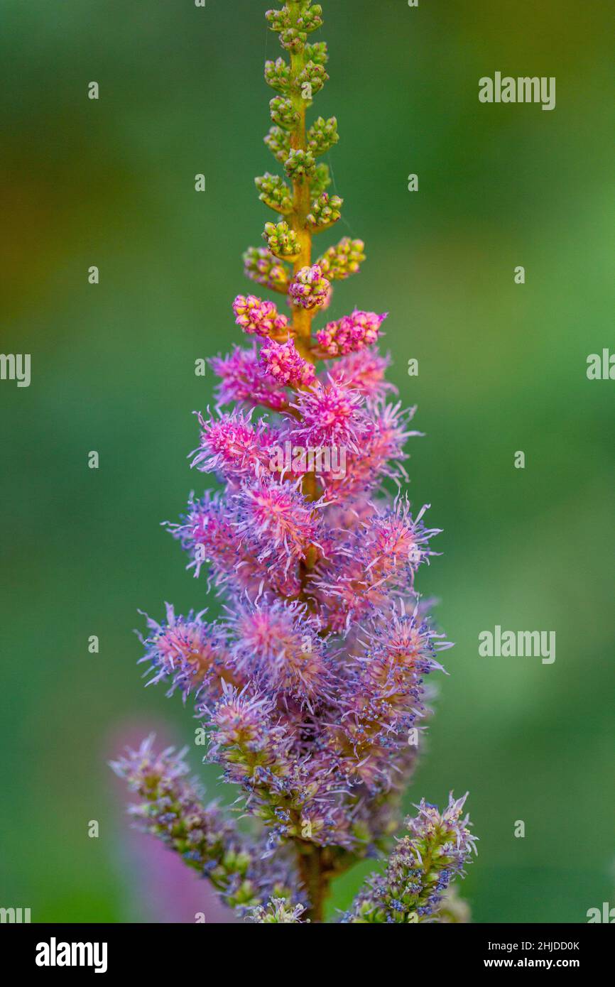 Astilbe chinois, nom latin Astilbe chinensis, communément connu sous le nom de fausse barbe de chèvre.Fleurs sur un arrière-plan flou. Banque D'Images