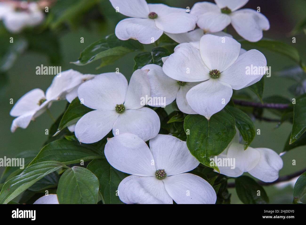 Dogwood blossoms Banque D'Images