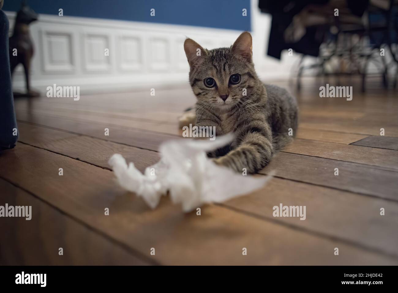 Tabby chaton sur parquet Banque D'Images