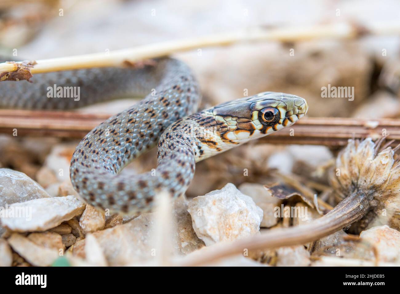 Serpent whip des Balkans (Hierophis gemonensis, anciennement connu sous le nom de Coluber gemonensis), jeune. Banque D'Images