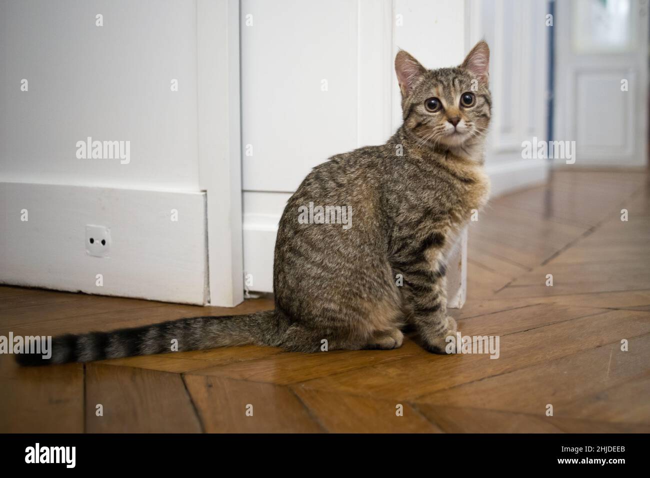 Tabby chaton sur parquet Banque D'Images