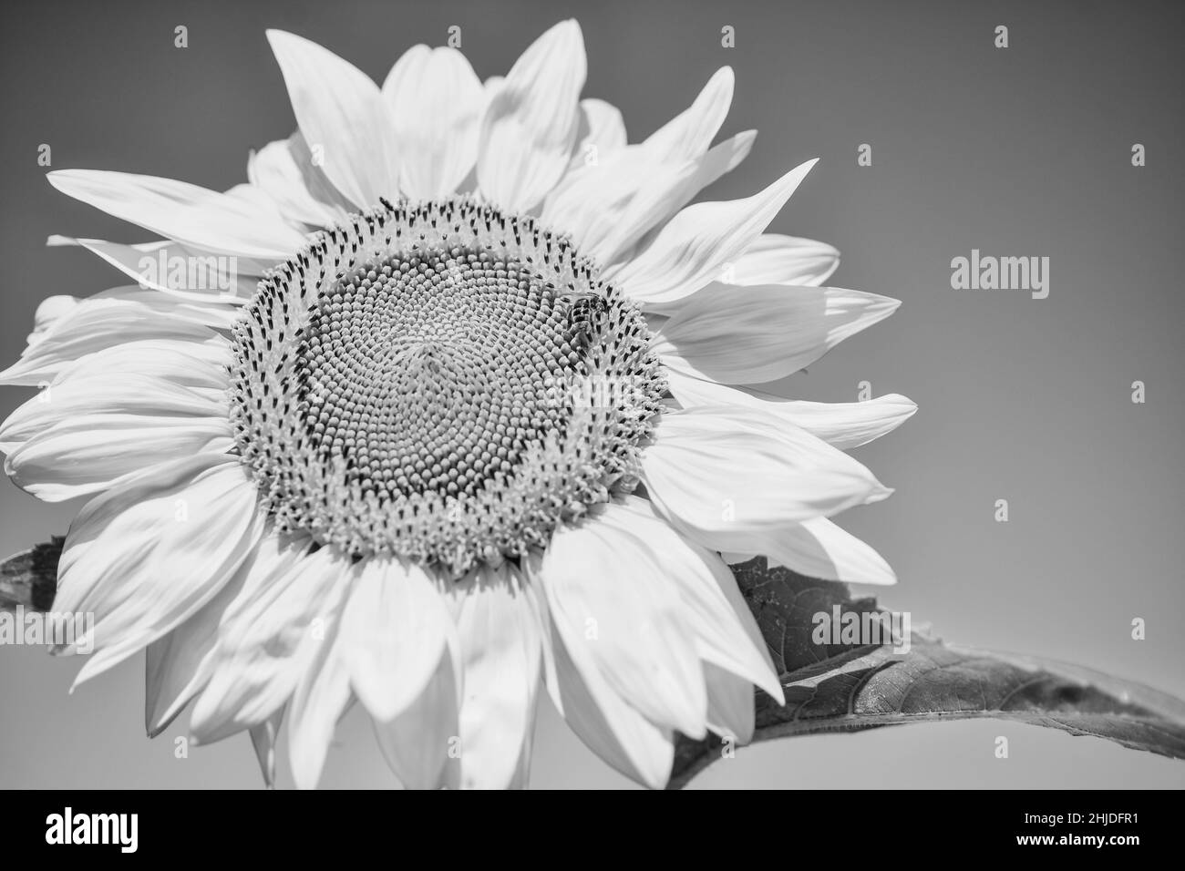 Tournesol et insecte de guêpe sur fond bleu ciel, concept de pollinisation Banque D'Images