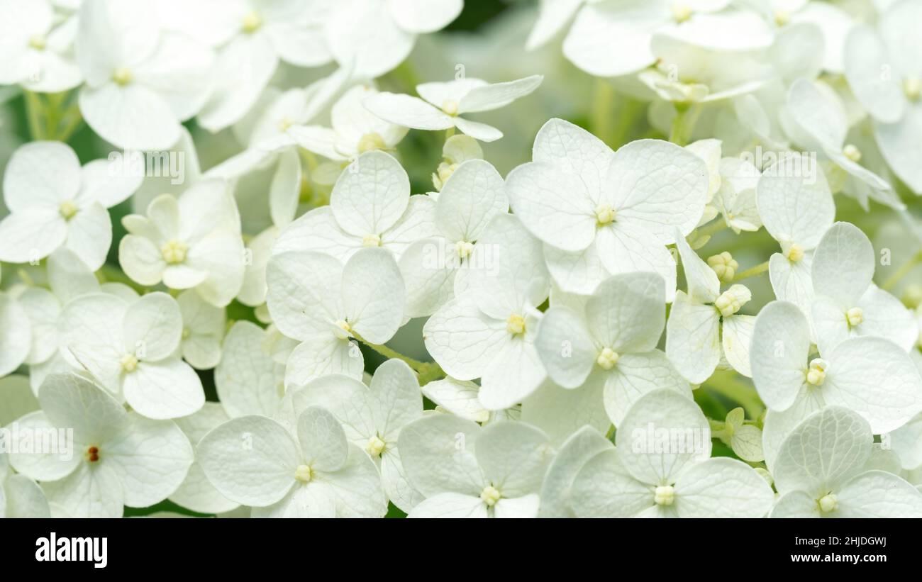 Image of Hortensia bobo flower close-up