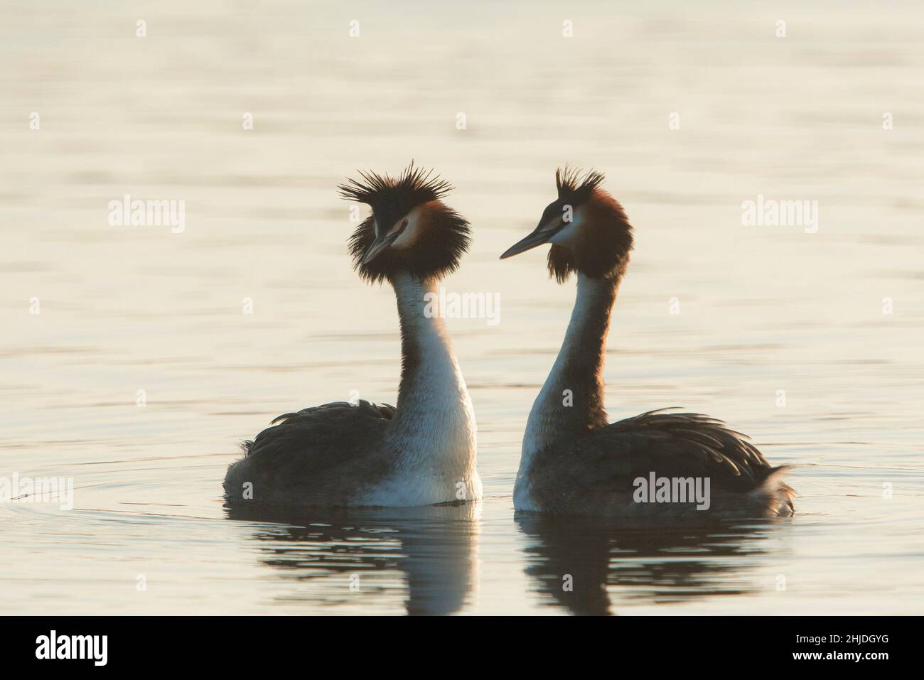 Grand Grebe à crête (Podiceps cristatus) deux oiseaux en cour Banque D'Images