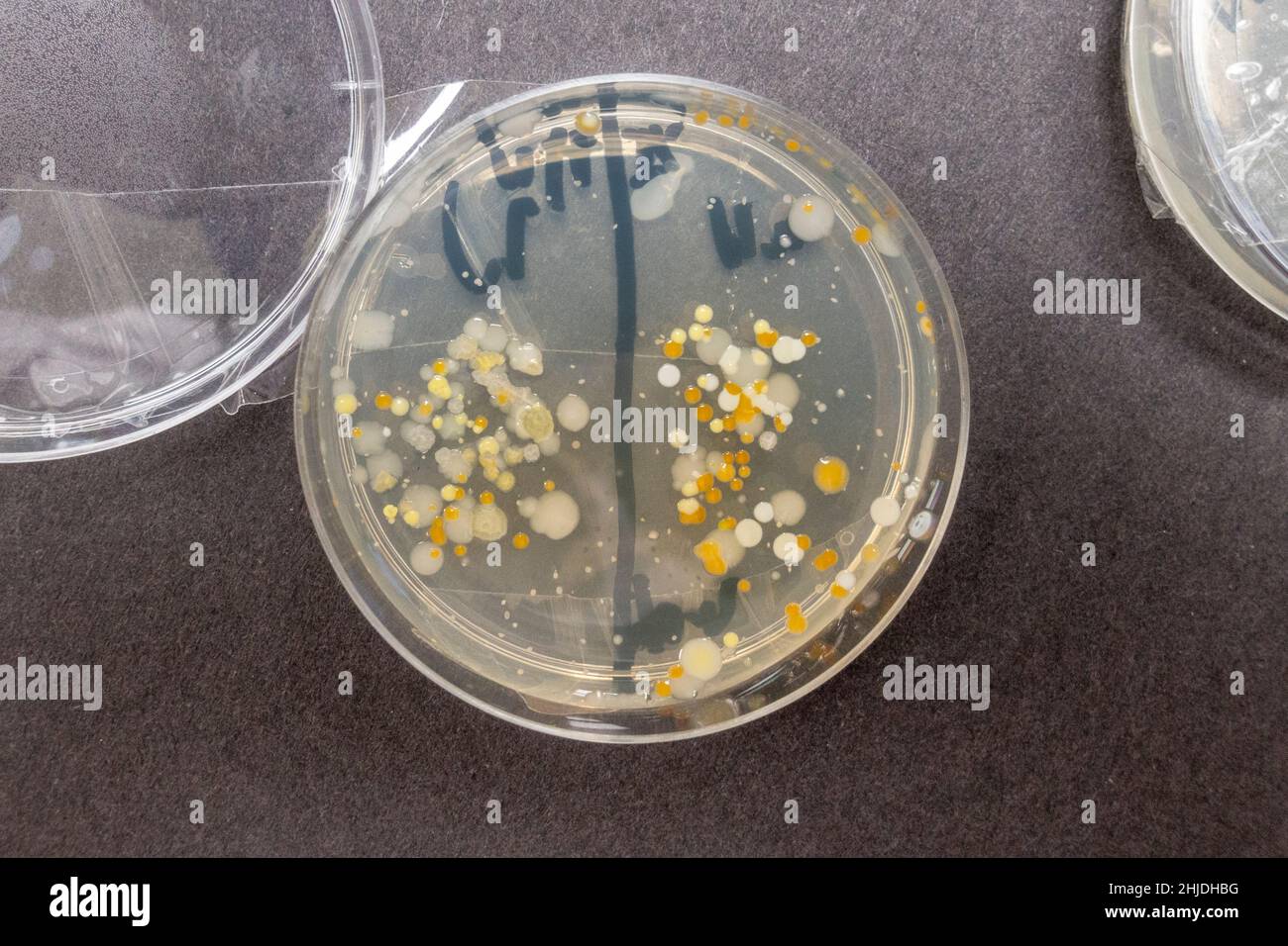 Agar plaques boîtes de pétri avec des croissances de spores de bactéries après la leçon de biologie de l'école secondaire britannique d'enquête sur le lavage des mains. Banque D'Images