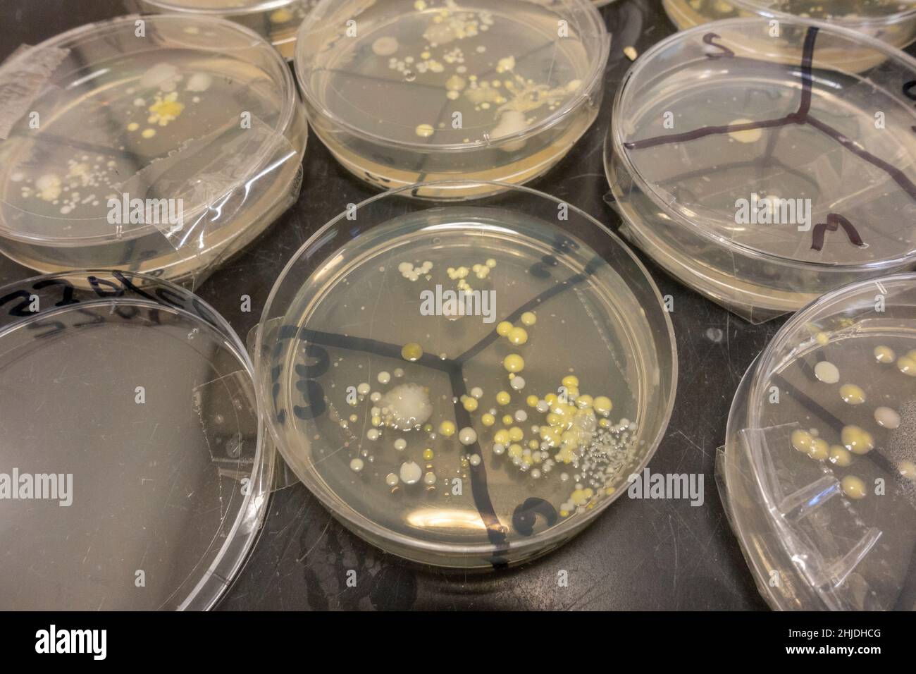 Agar plaques boîtes de pétri avec des croissances de spores de bactéries après la leçon de biologie de l'école secondaire britannique d'enquête sur le lavage des mains. Banque D'Images