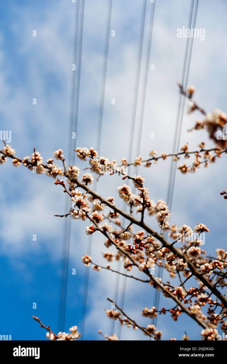 Branche de ressort.De belles branches de cerisiers en fleurs blanches sur l'arbre sur fond bleu ciel.Fleurs d'abricot pendant la saison de printemps dans le parc.Tôt Banque D'Images