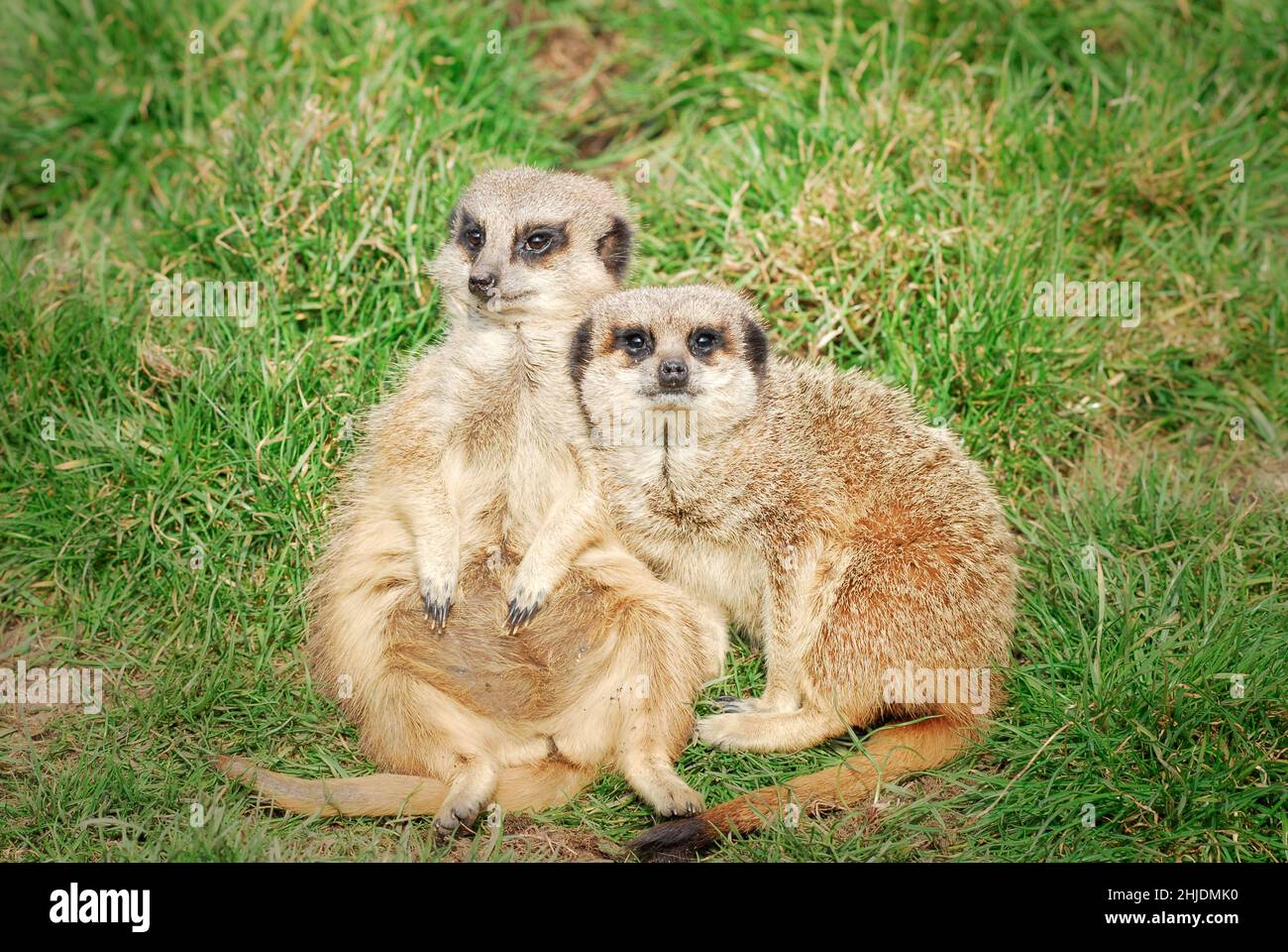 Deux meerkats adultes ( Suricata suricata), situés en captivité au zoo de Five Sisters, West Calder, West Lothian, Écosse, Royaume-Uni. Banque D'Images