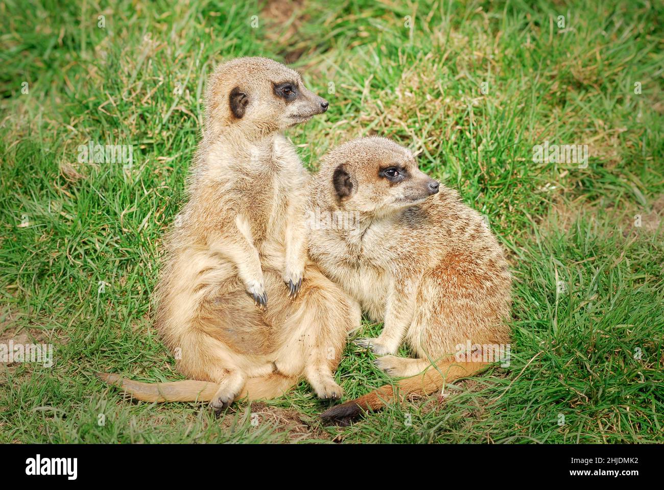 Deux meerkats adultes ( Suricata suricata), situés en captivité au zoo de Five Sisters, West Calder, West Lothian, Écosse, Royaume-Uni. Banque D'Images