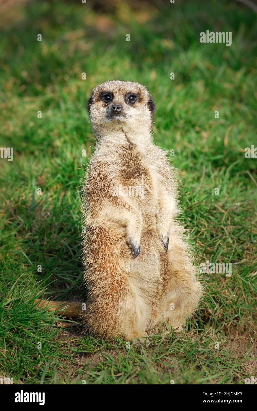 Meerkat adulte ( Suricata suricata), situé en captivité au zoo de Five Sisters, West Calder, West Lothian, Écosse, Royaume-Uni. Banque D'Images