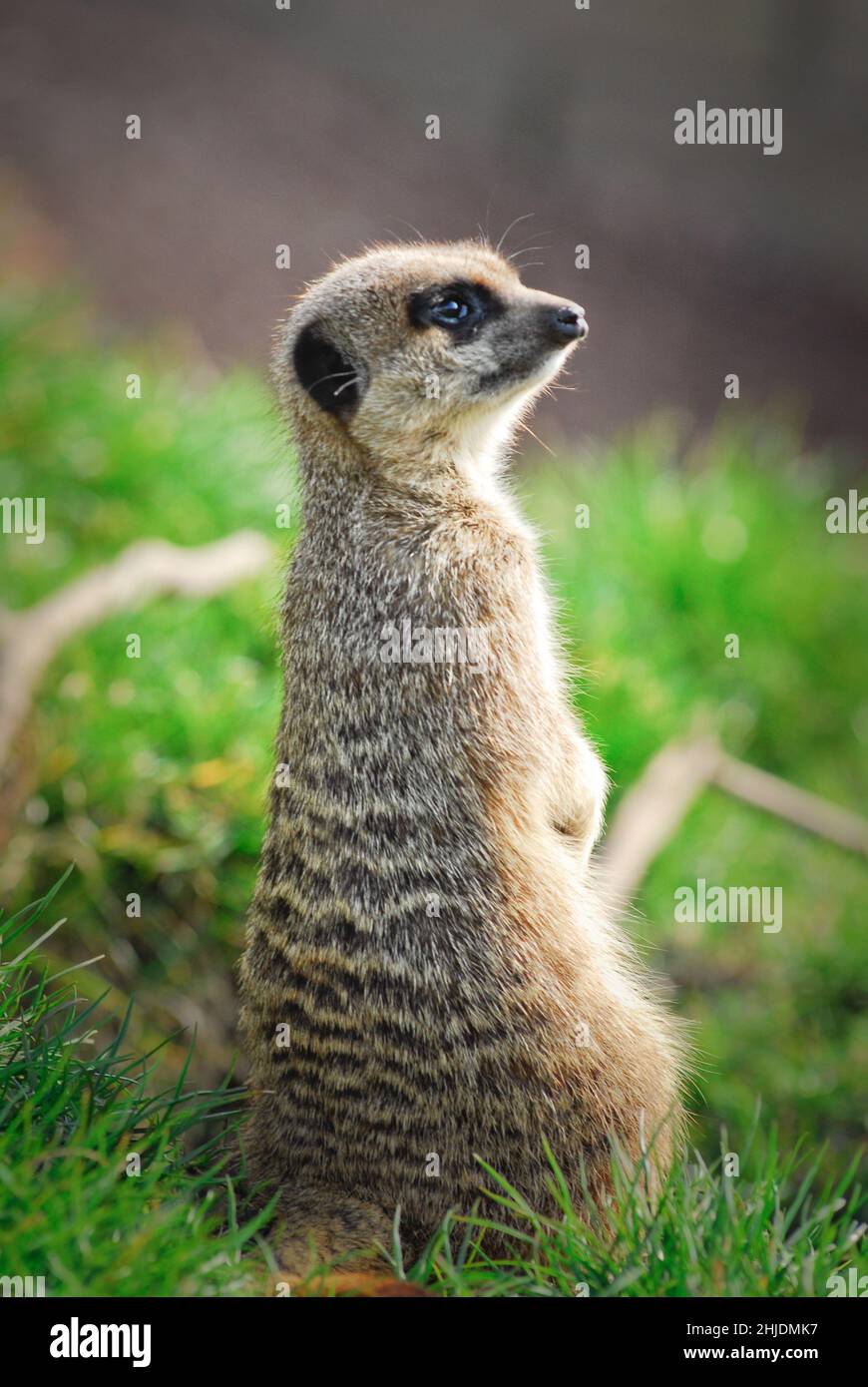 Meerkat adulte ( Suricata suricata), situé en captivité au zoo de Five Sisters, West Calder, West Lothian, Écosse, Royaume-Uni. Banque D'Images