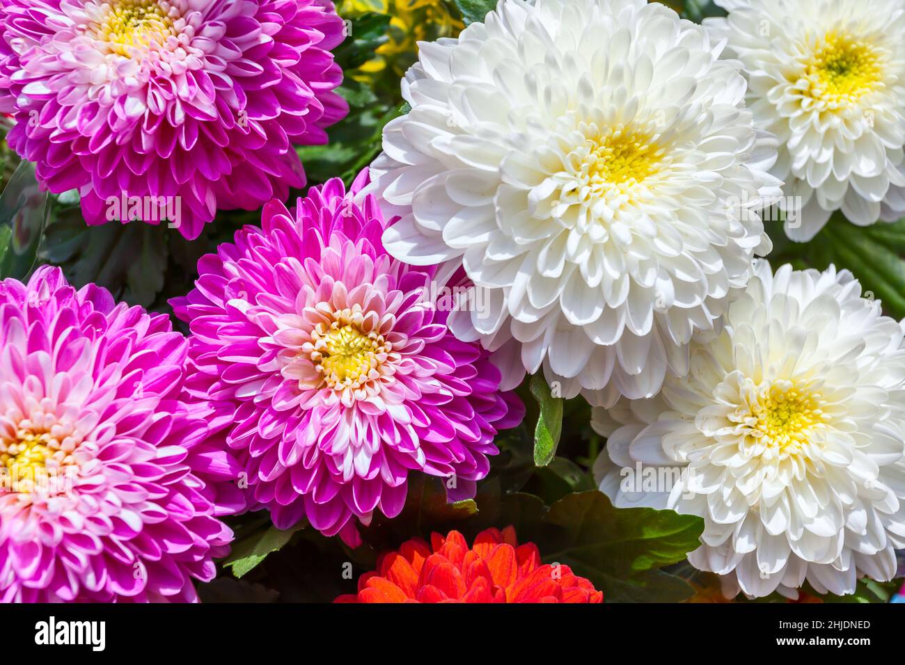 Fleurs de chrysanthème de différentes couleurs super gros plan Banque D'Images