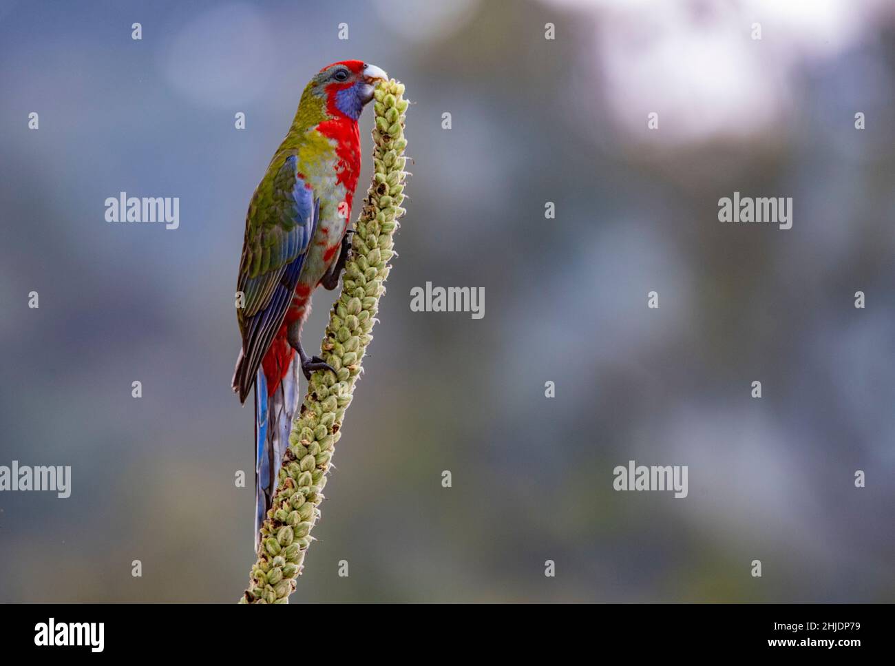 Rosella cramoisi juvénile, Platycercus elegans, se nourrissant de boutons de fleurs et de graines Banque D'Images