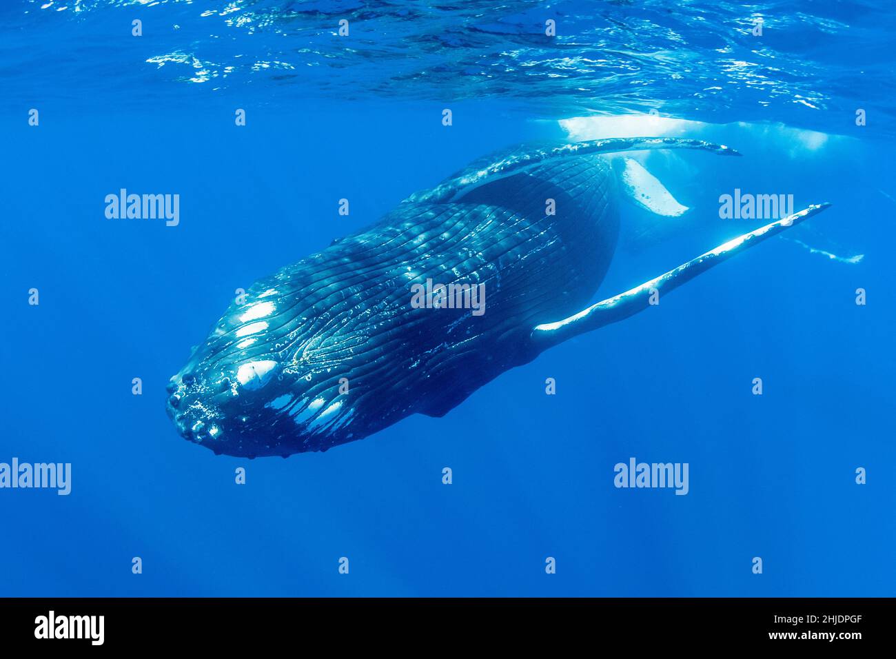 Vue ventrale d'une jeune baleine à bosse adulte, Megaptera novaeangliae, nageant à la surface.Moorea, Polynésie française, Océan Pacifique Banque D'Images