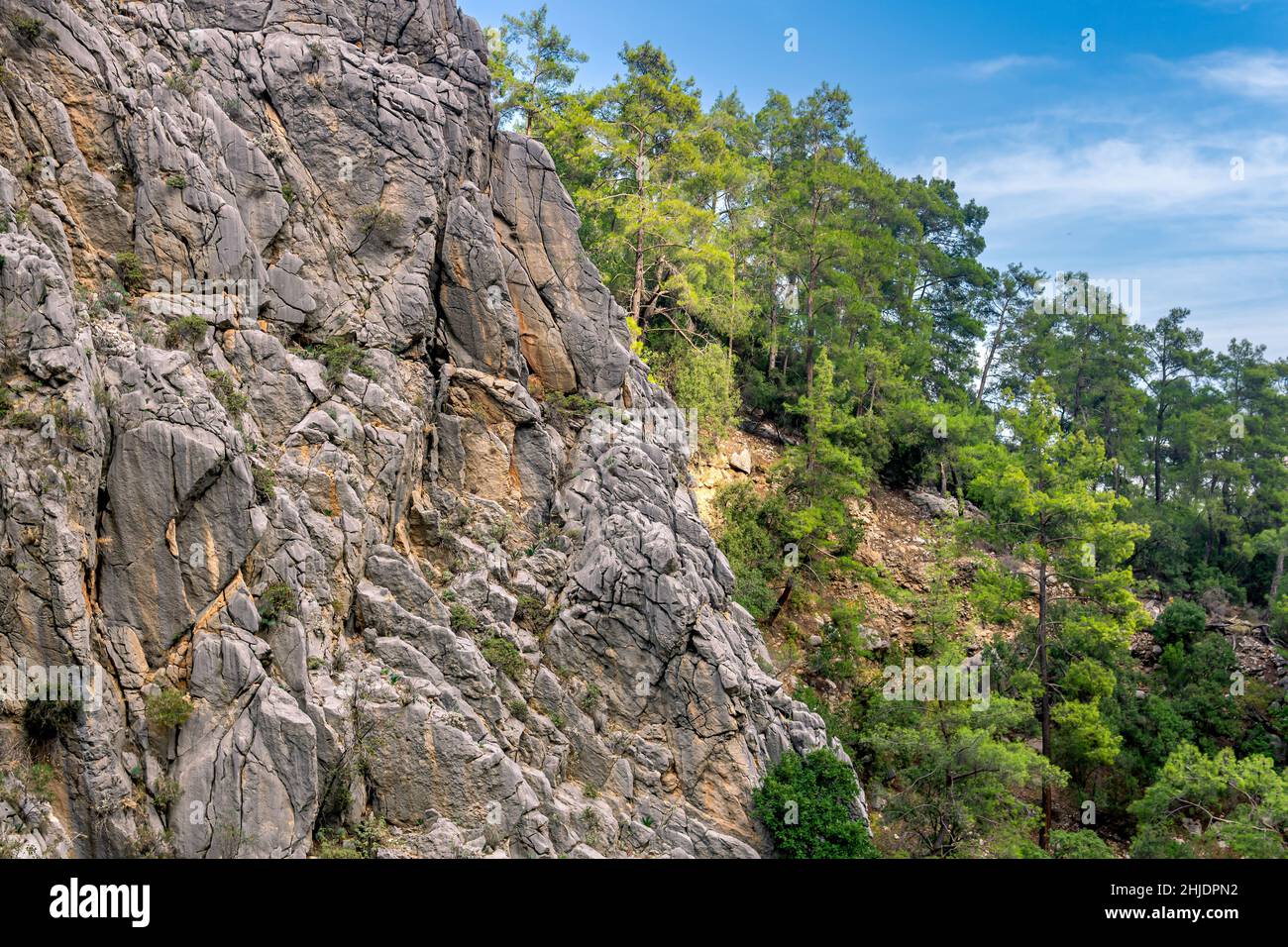 paysage de montagne - falaise avec deux chamois sauvages et pente boisée Banque D'Images