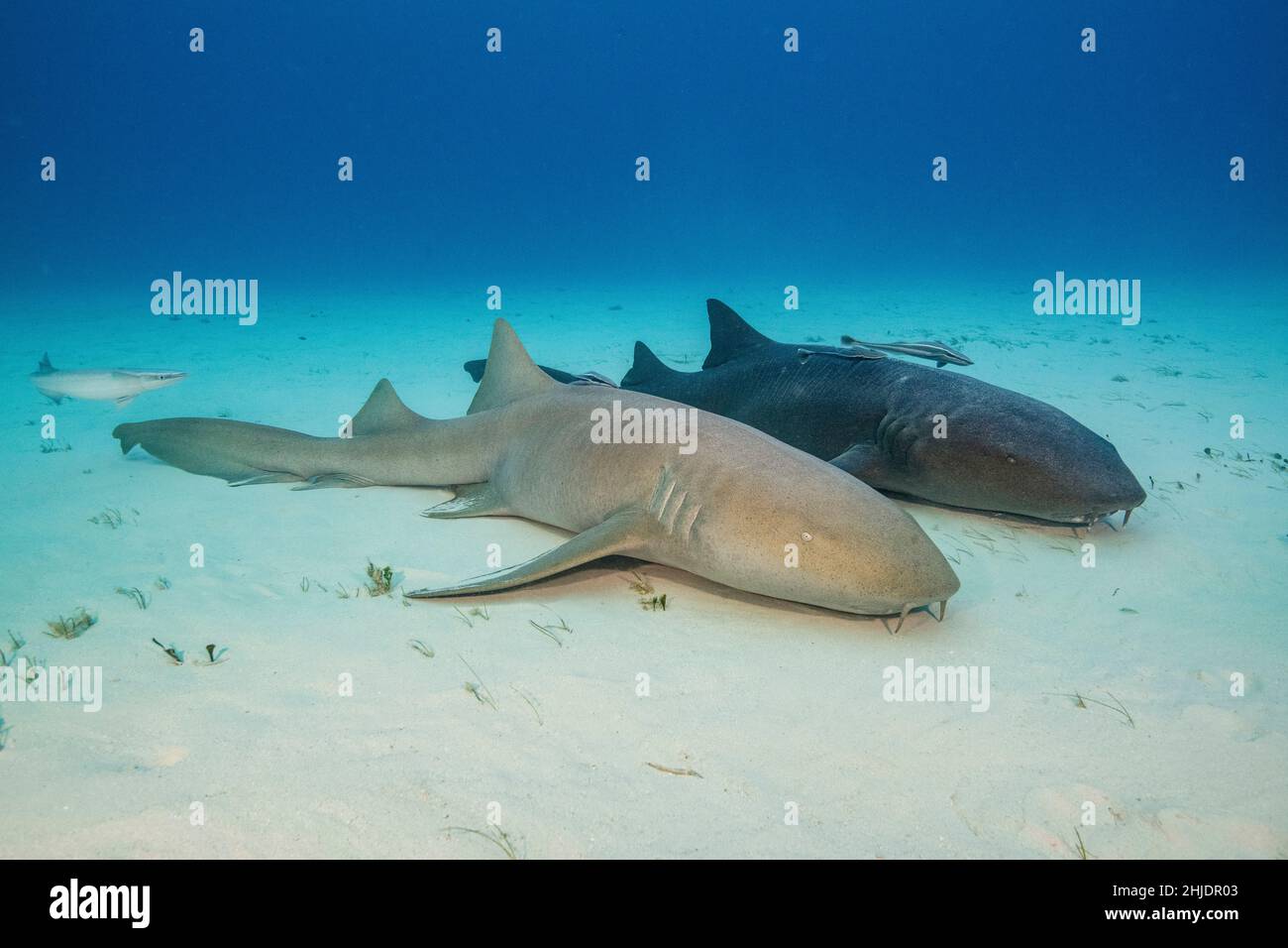Une paire d'Nurse Sharks, Ginglymostoma cirrhotum, présentent une variation considérable de la couleur.Bimini, Bahamas, Océan Atlantique Banque D'Images