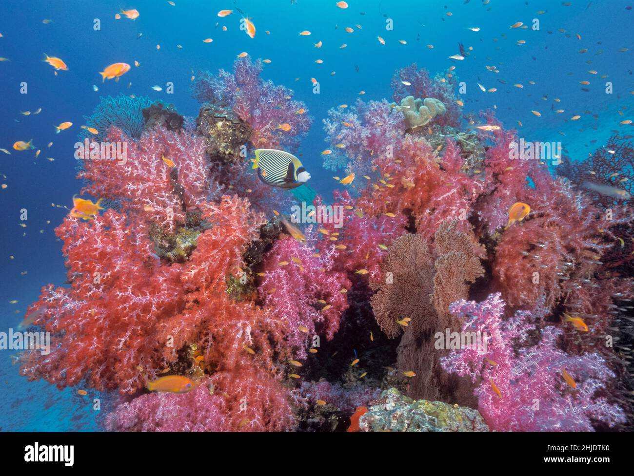 Un angelfish empereur, l'imperméable de Pomacanthus, glisse parmi les coraux mous florissants, Dendonepthya sp., et école anthias, la Nation marine des îles Similan Banque D'Images