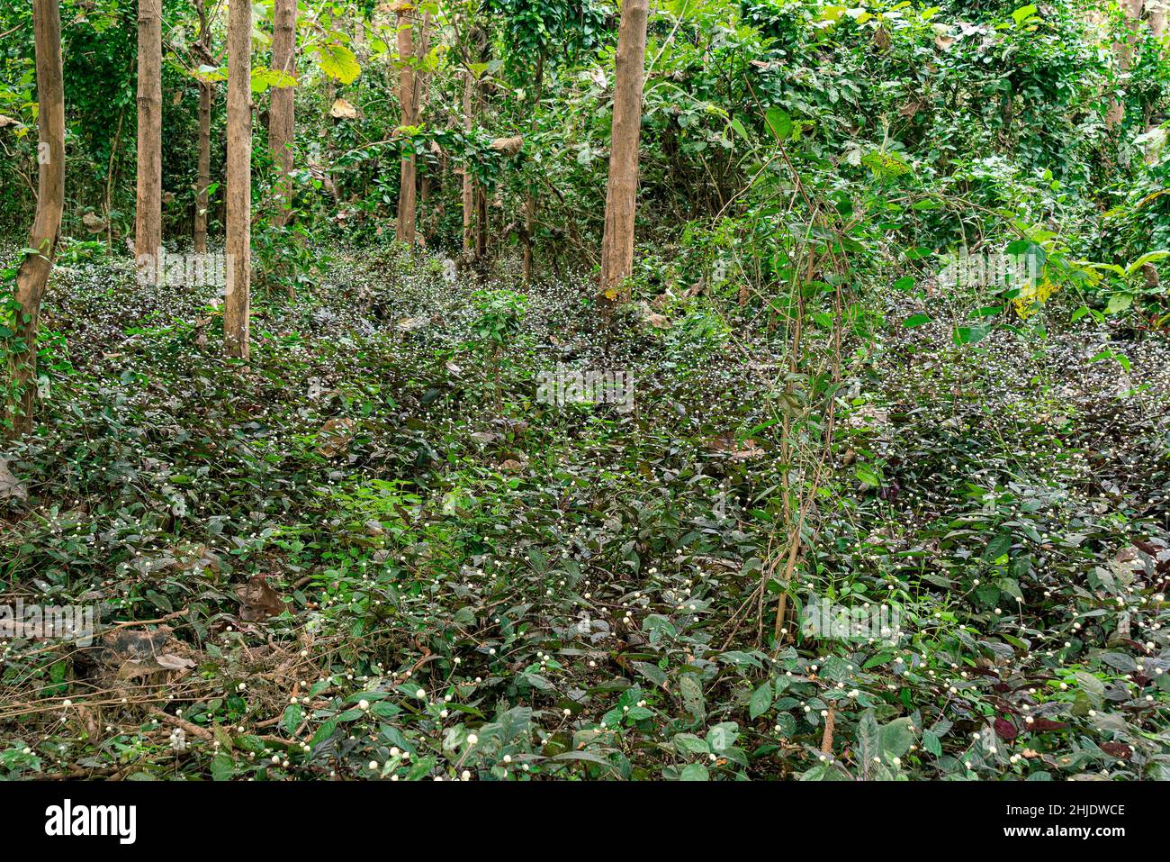 Fleurs sauvages poussant dans la forêt pluviale tropicale.Fleurs fleuries sous l'arbre trak.Paisible scène de forêt. Banque D'Images