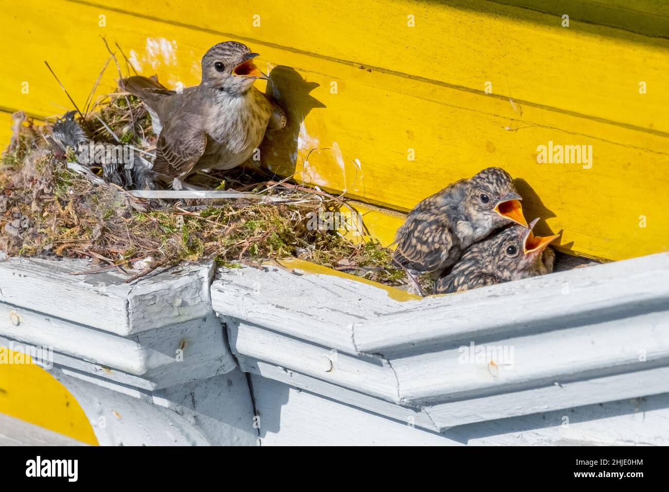 Femelle nightingale avec poussins dans un nid avec des becs ouverts.Luscinia Banque D'Images