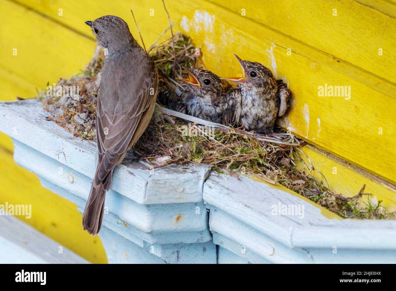 Femelle nightingale avec poussins dans un nid avec des becs ouverts.Luscinia Banque D'Images