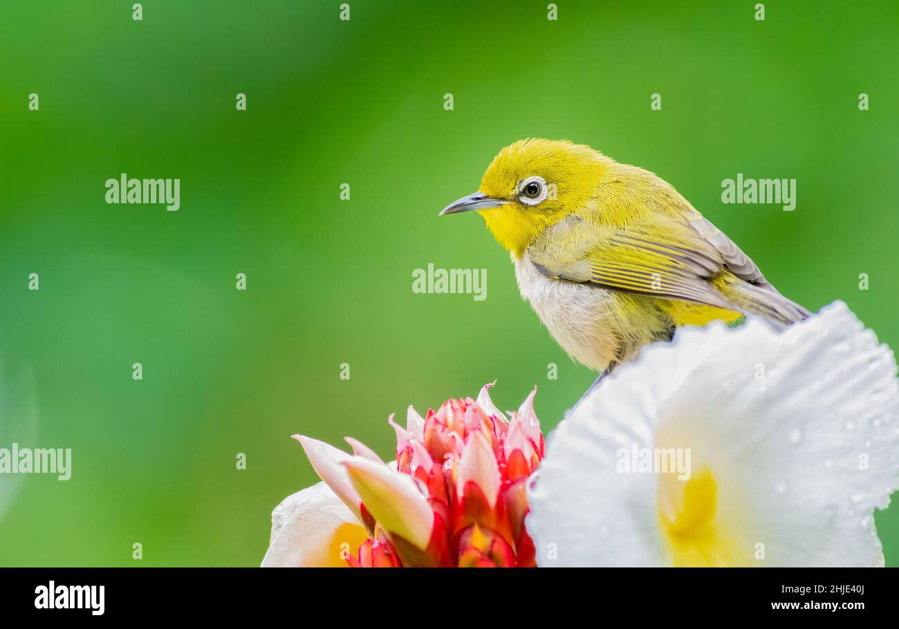 Oeil blanc japonais perché sur une fleur Banque D'Images