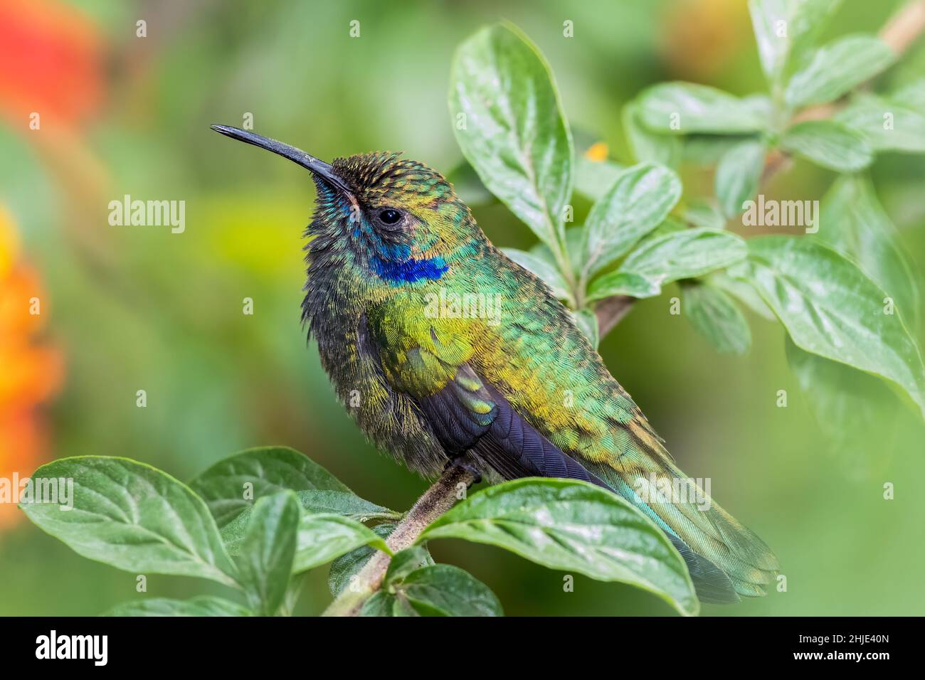 Colibris mexicain perché sur un arbre Banque D'Images