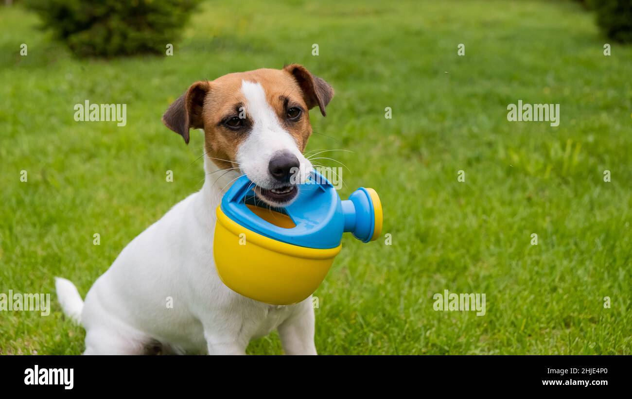 Le chien Jack Russell Terrier est debout sur la pelouse et tient un arrosoir Banque D'Images