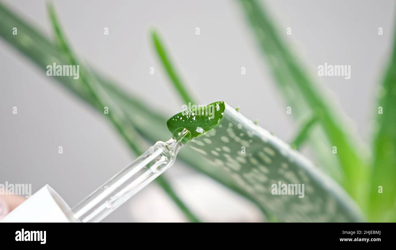 Un employé de laboratoire prend le jus de l'usine d'aloès avec compte-gouttes Banque D'Images
