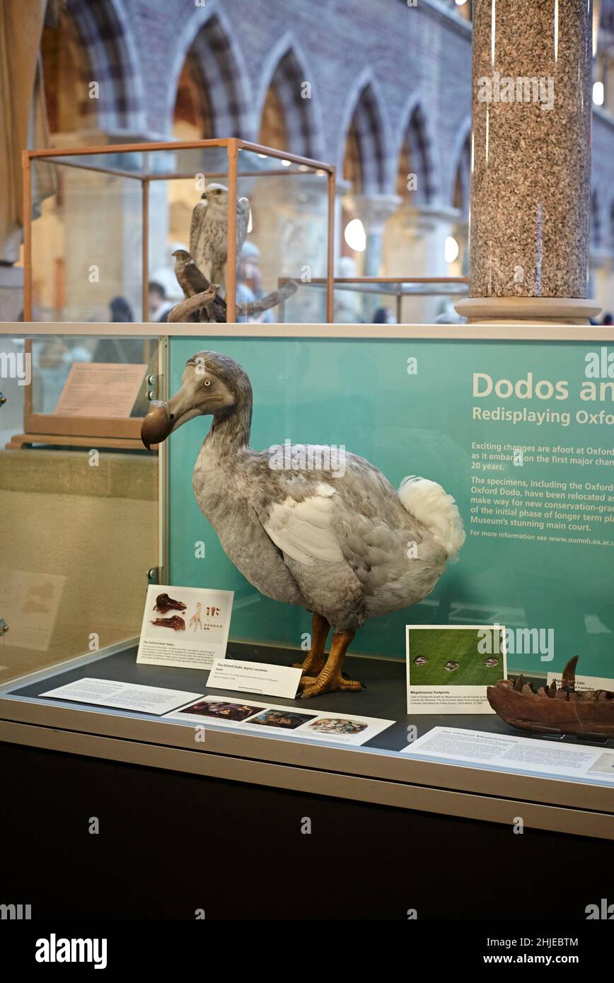 Musée d'histoire naturelle d'Oxford Dodo - le Dodo d'Oxford est le spécimen le plus emblématique du musée. C'est le reste le plus complet. Banque D'Images